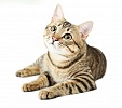Ветеринарные корма для кошек